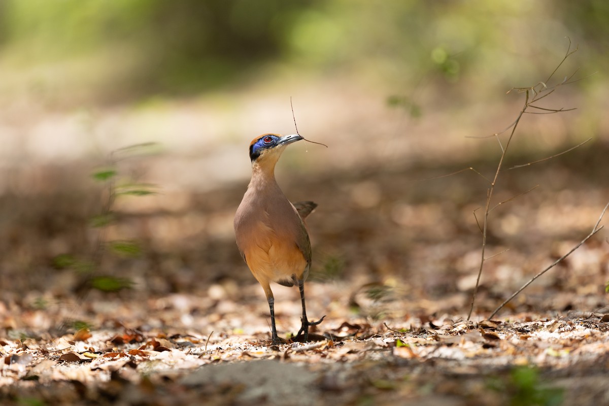 Red-capped Coua (Red-capped) - Max Baumgarten