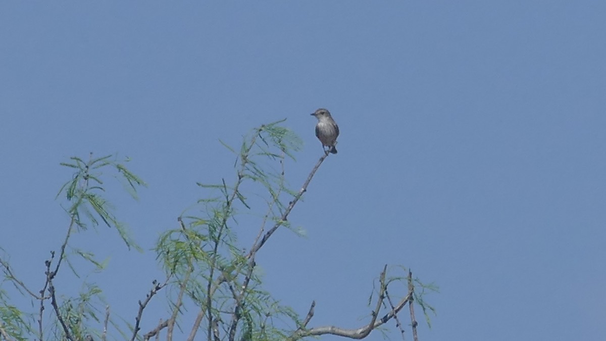 Vermilion Flycatcher - Avery Fish