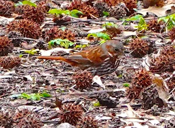 Fox Sparrow - ML615824707