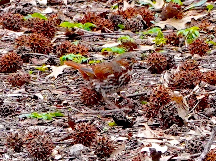 Fox Sparrow - ML615824708