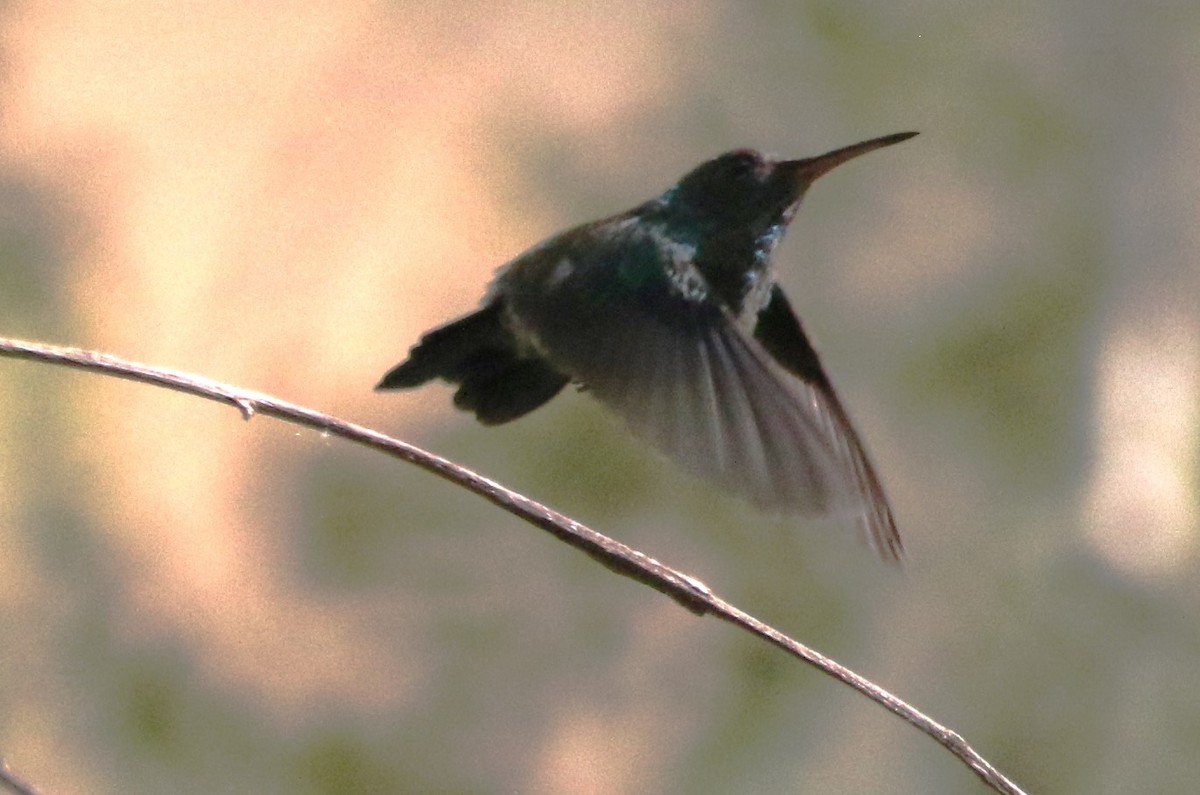 Red-billed Emerald - ML615824718