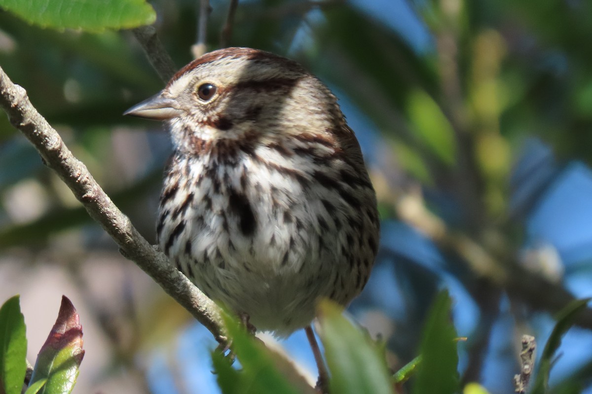 Song Sparrow (heermanni Group) - ML615824723