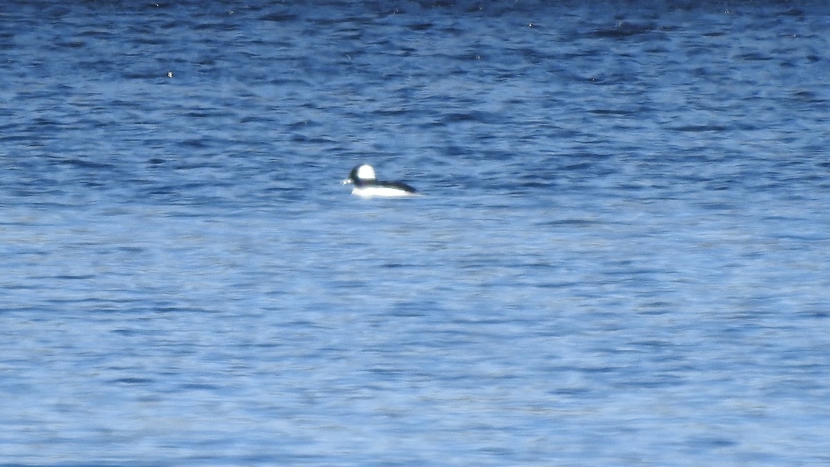 Bufflehead - ML615824761