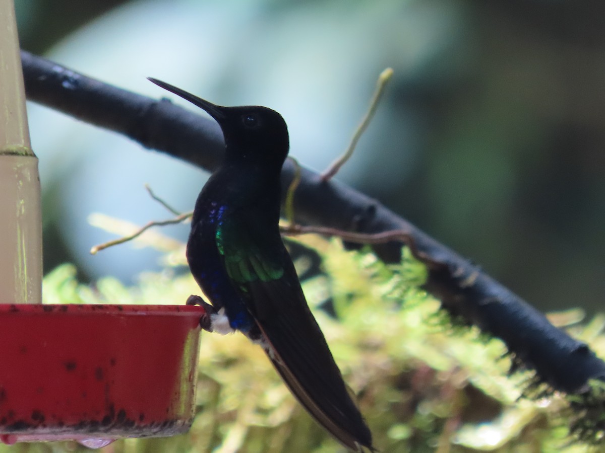 Colibrí Sietecolores - ML615824846