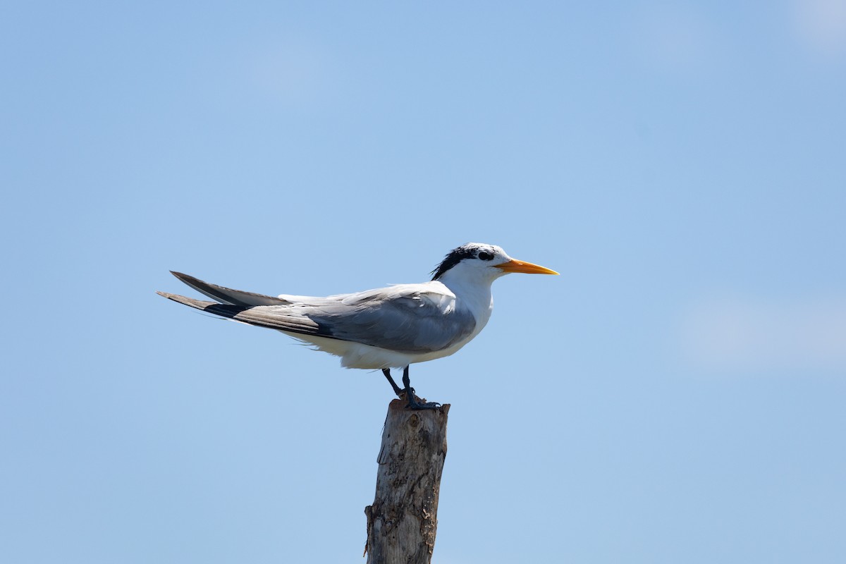 Lesser Crested Tern - Max Baumgarten