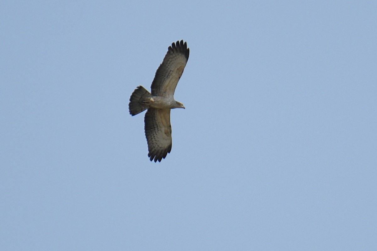 Oriental Honey-buzzard - ML615824912