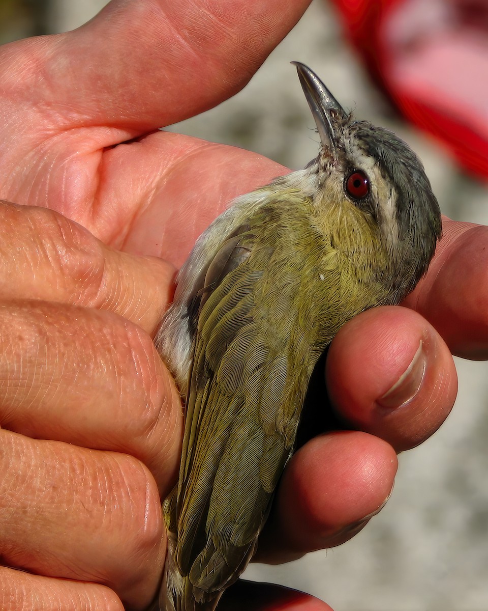 Red-eyed Vireo - ML615824990