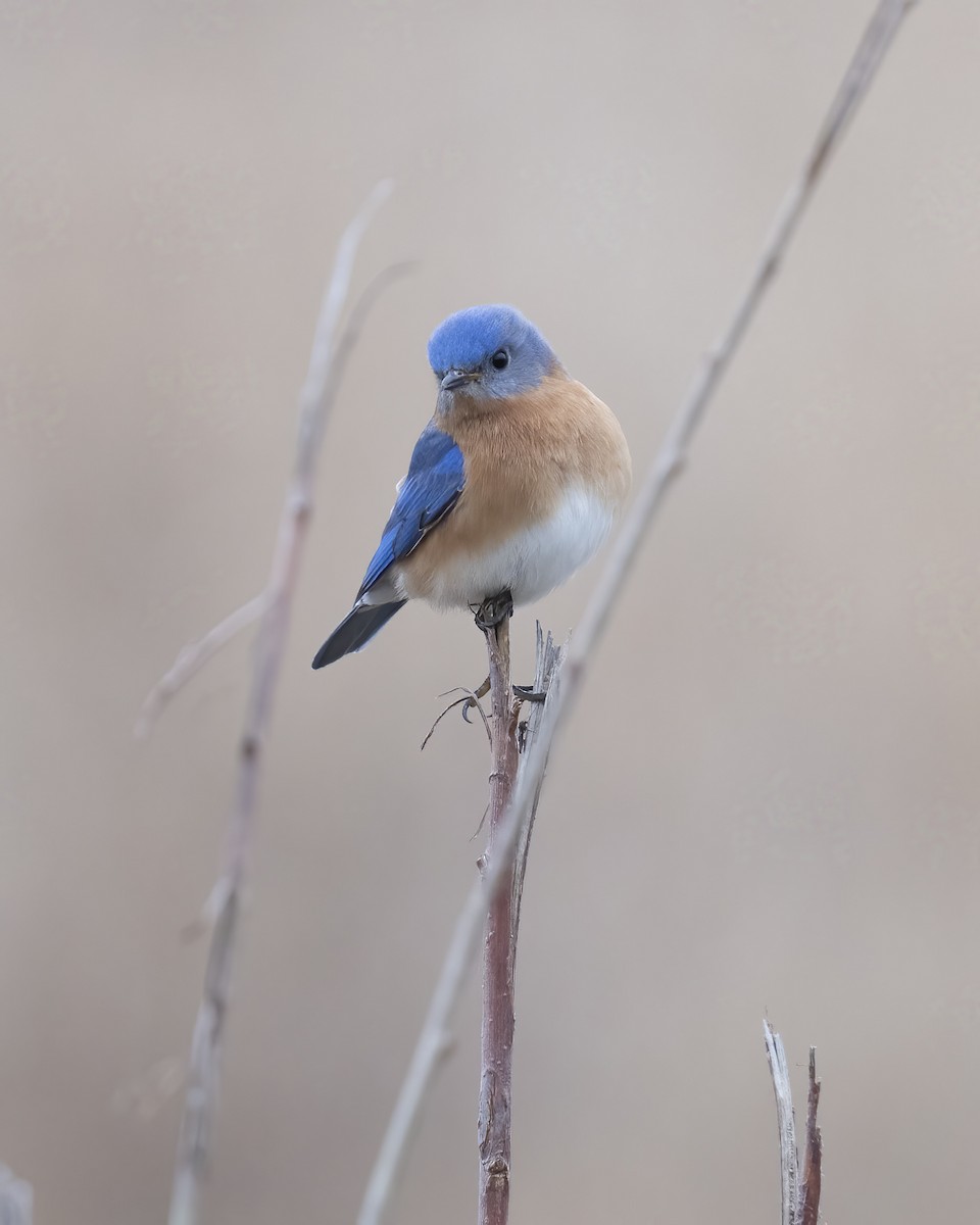 Eastern Bluebird - ML615824999