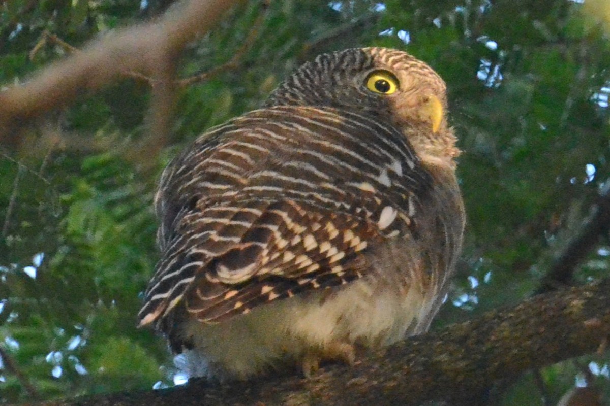 Asian Barred Owlet - ML615825001