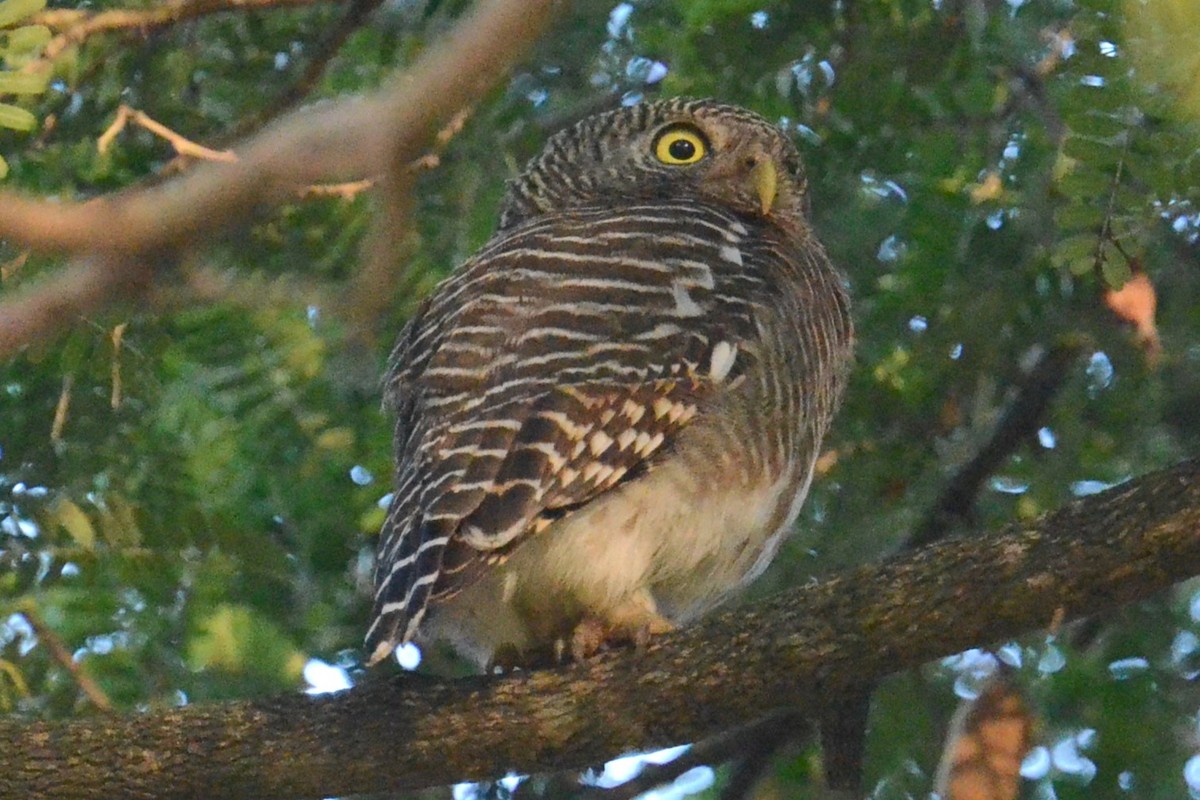 Asian Barred Owlet - ML615825003