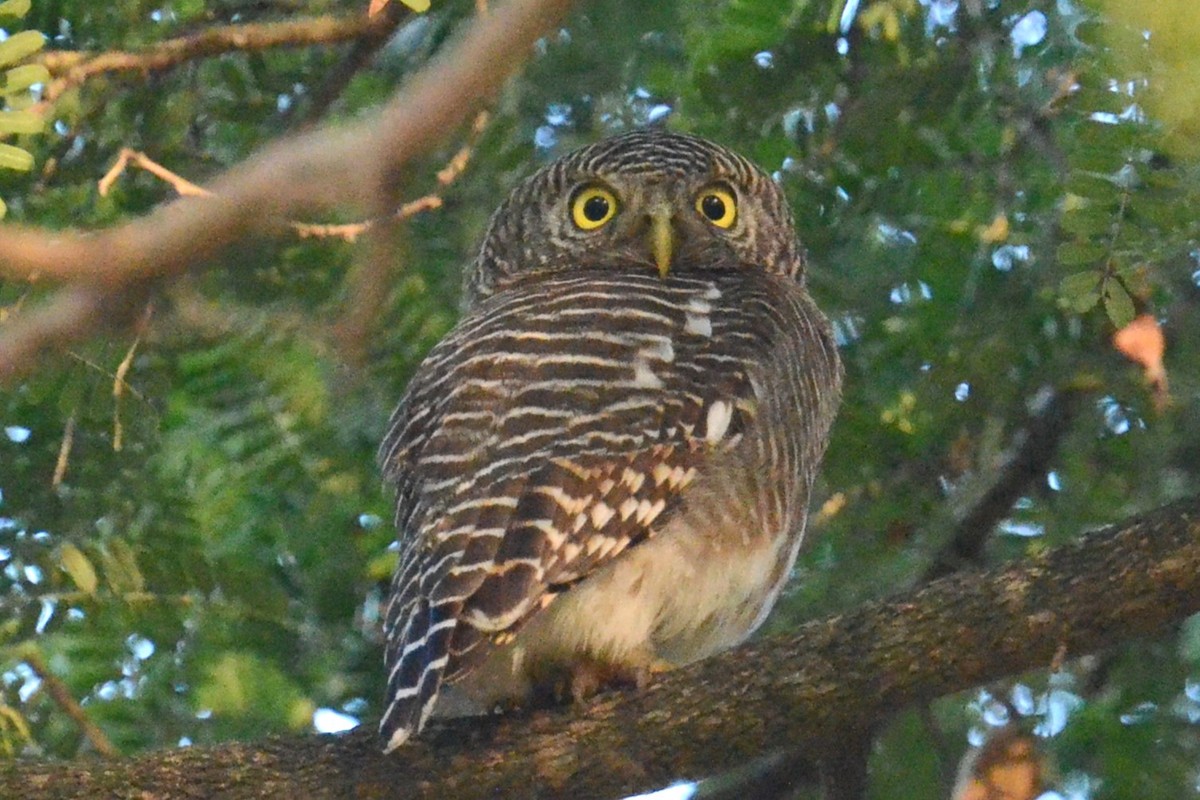 Asian Barred Owlet - ML615825004