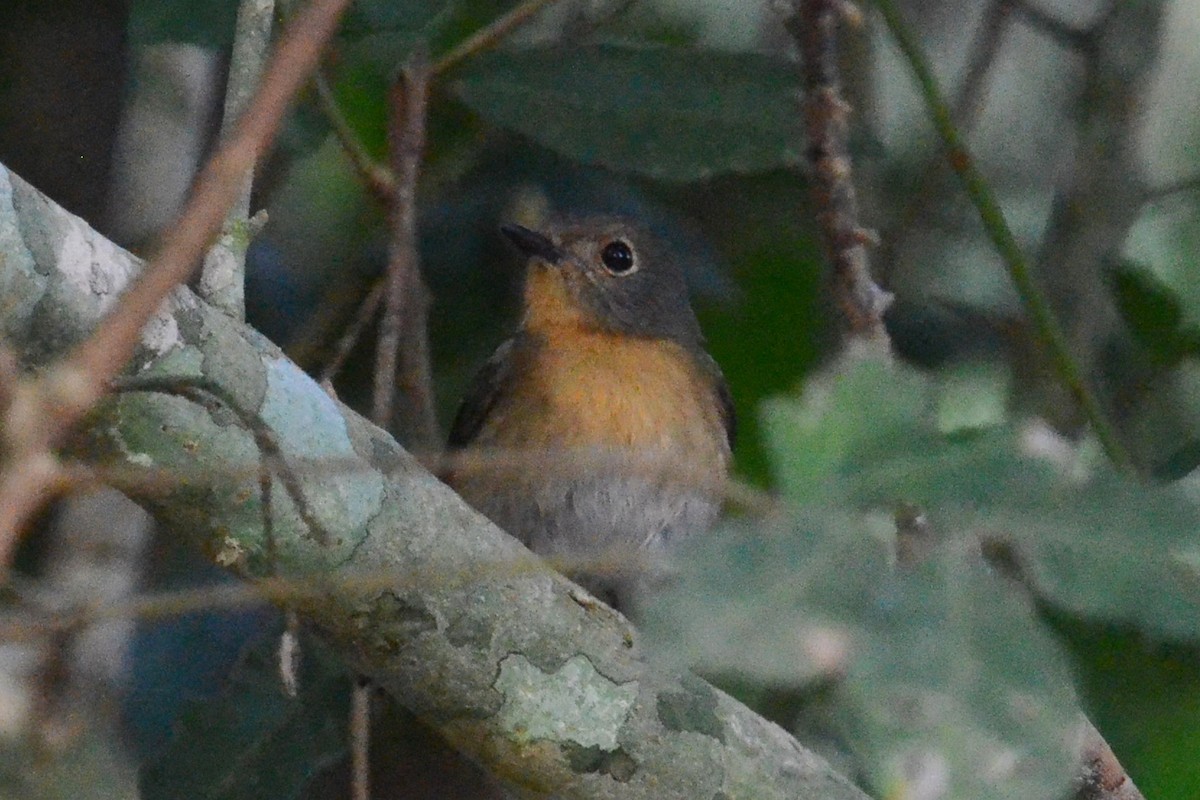 Hainan Blue Flycatcher - ML615825052