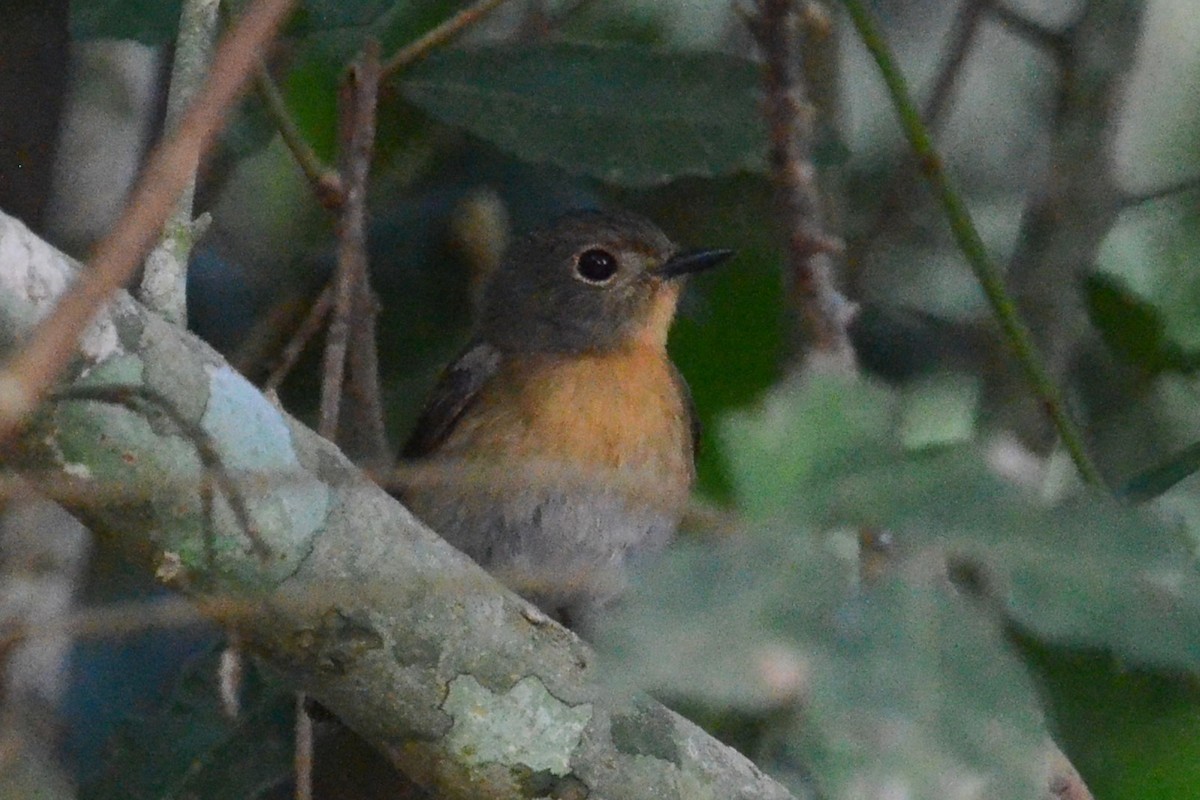 Hainan Blue Flycatcher - ML615825053