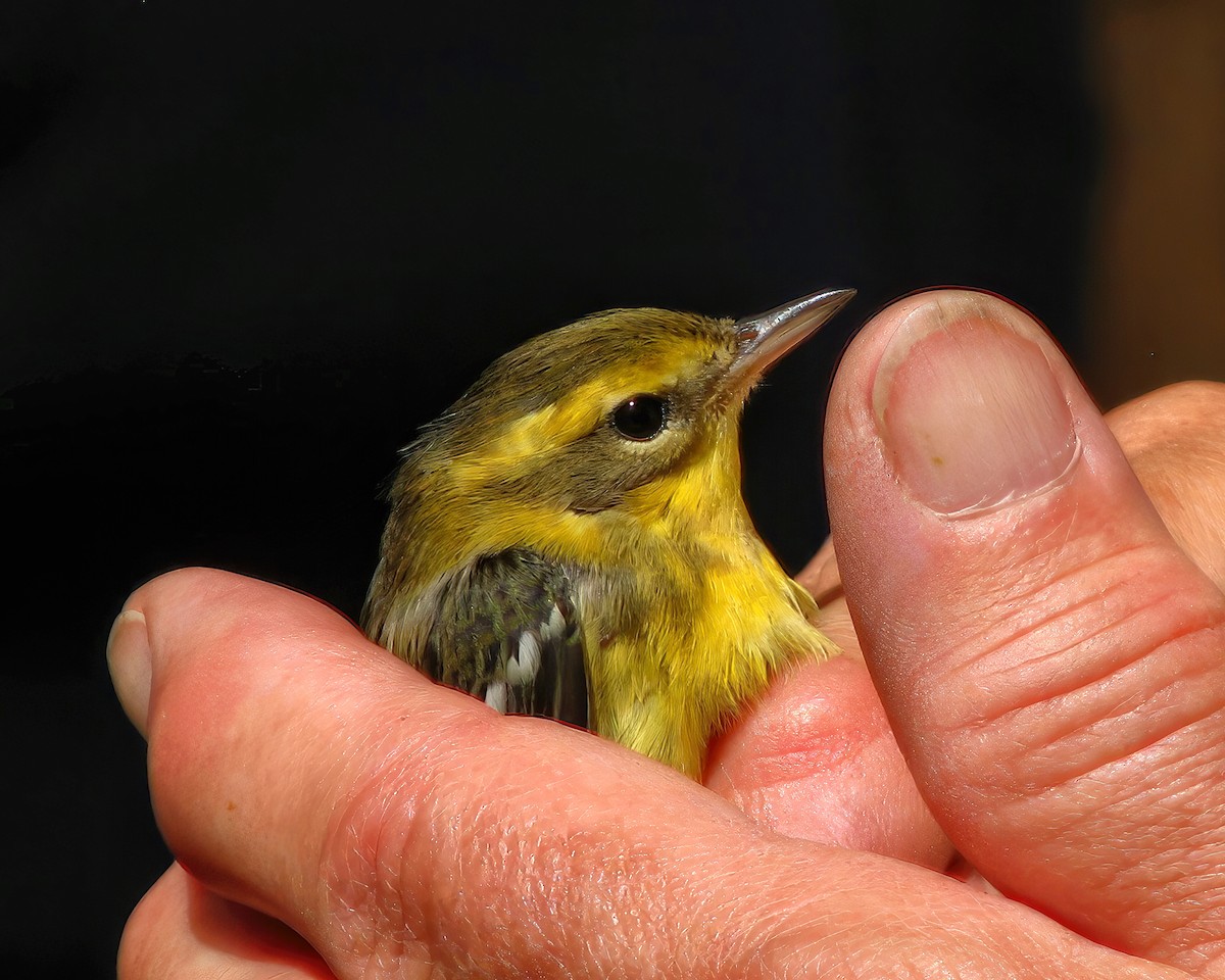 Blackburnian Warbler - ML615825083