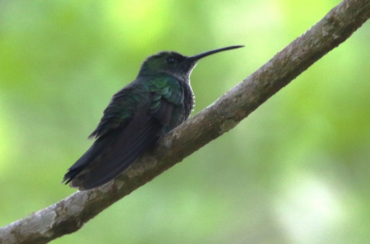 Colibrí de Buffon - ML615825087