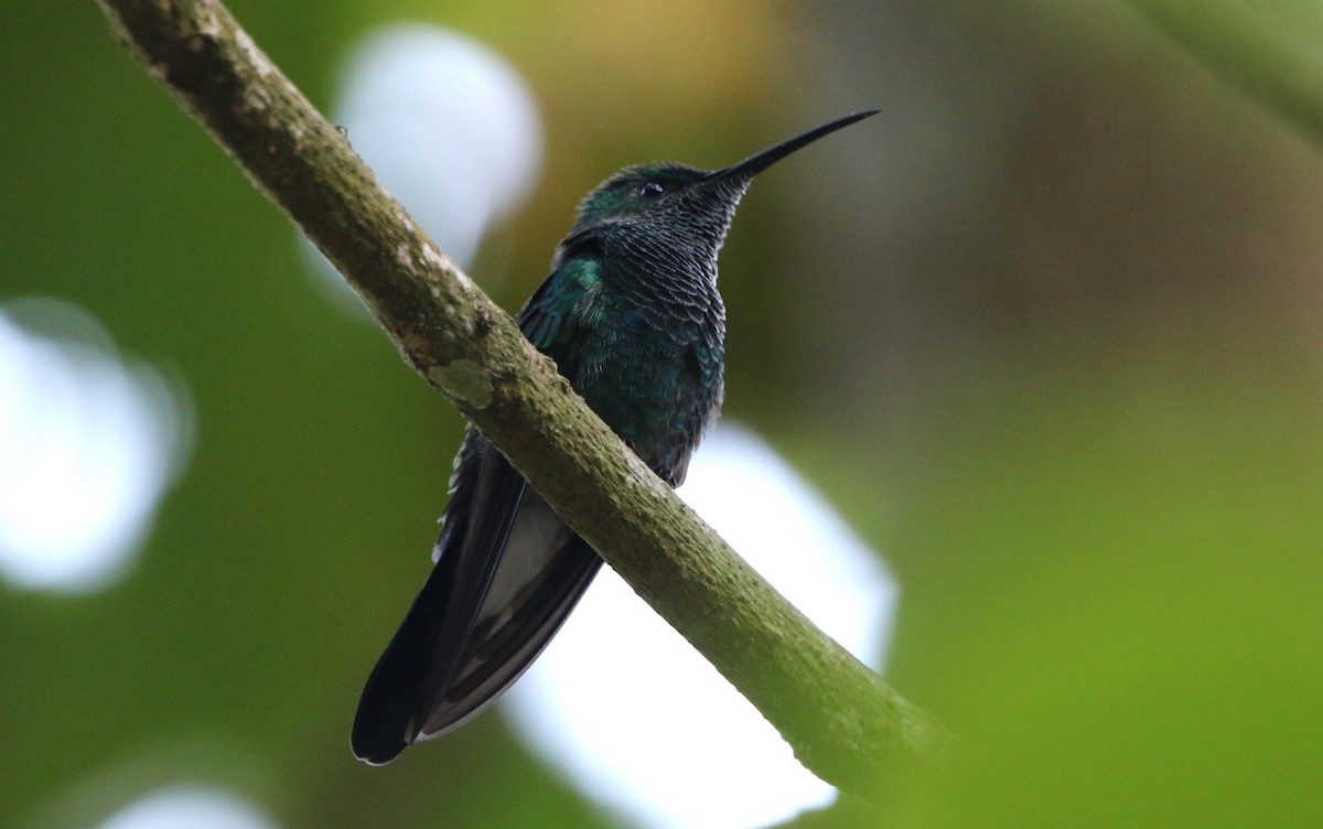 Colibrí de Buffon - ML615825093