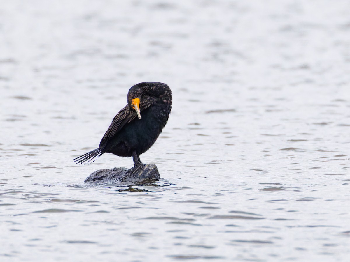 Double-crested Cormorant - ML615825129