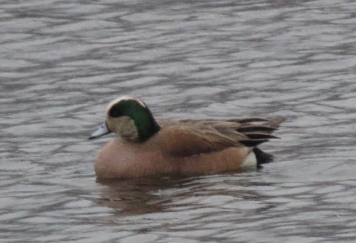 American Wigeon - Jeff Hopkins