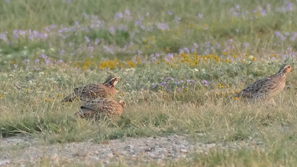 Northern Bobwhite (Eastern) - Avery Fish