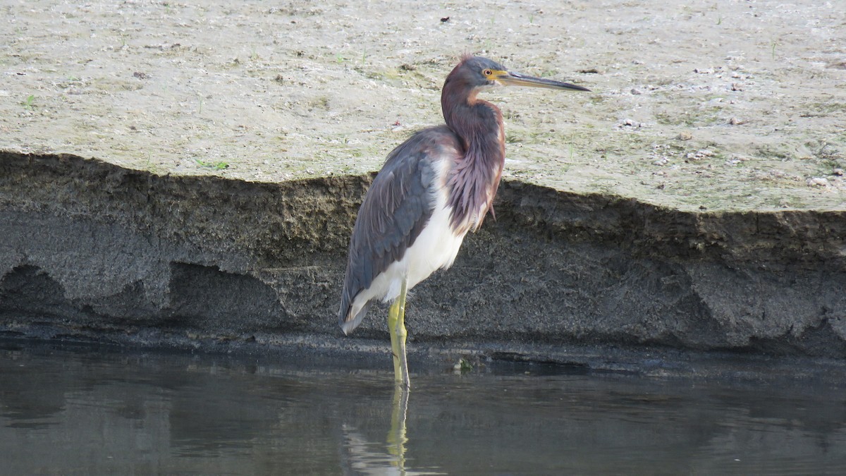 Tricolored Heron - Edward McKen