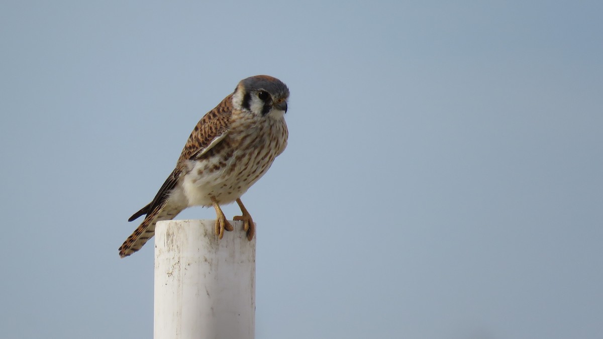 American Kestrel - Edward McKen