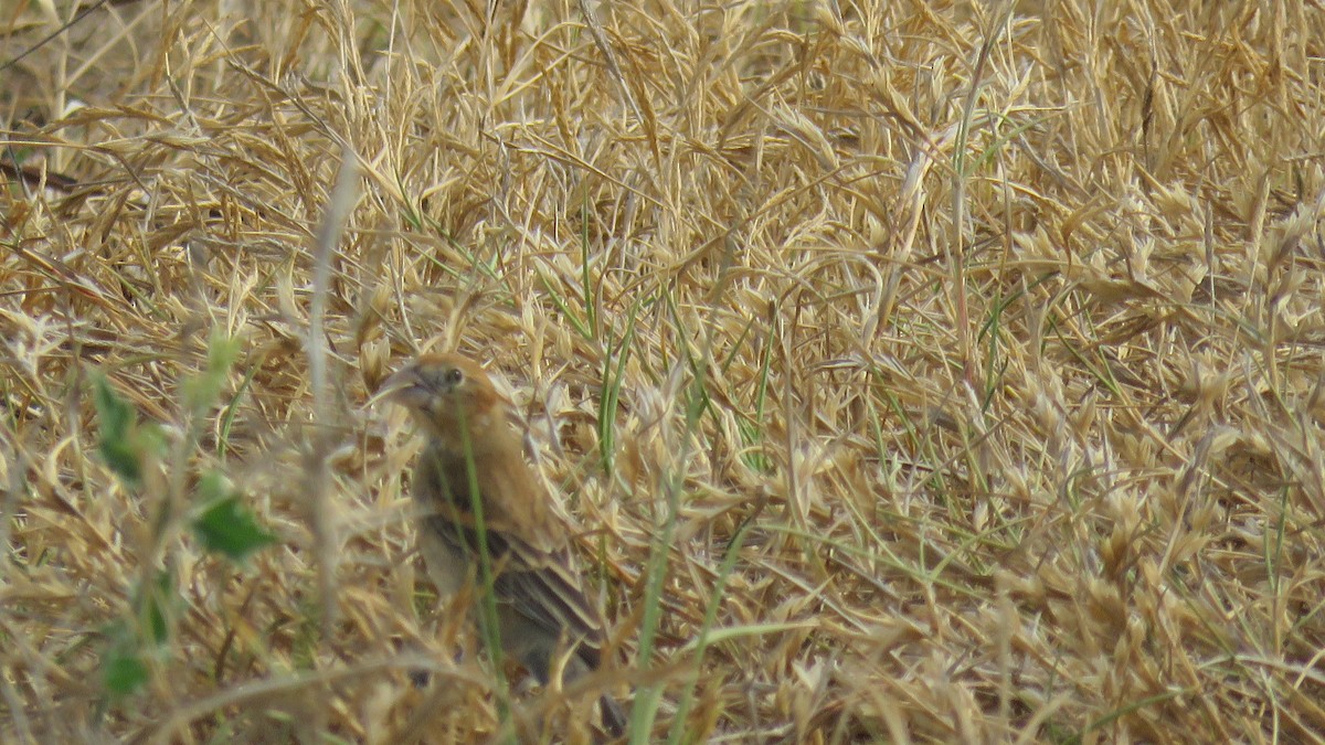 Blue Grosbeak - Edward McKen