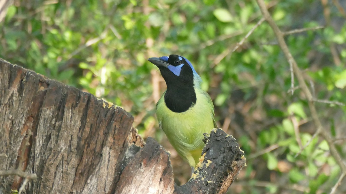 Green Jay (Green) - ML615825332