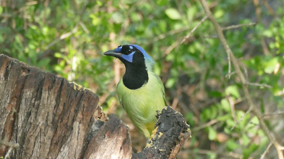 Green Jay (Green) - ML615825338