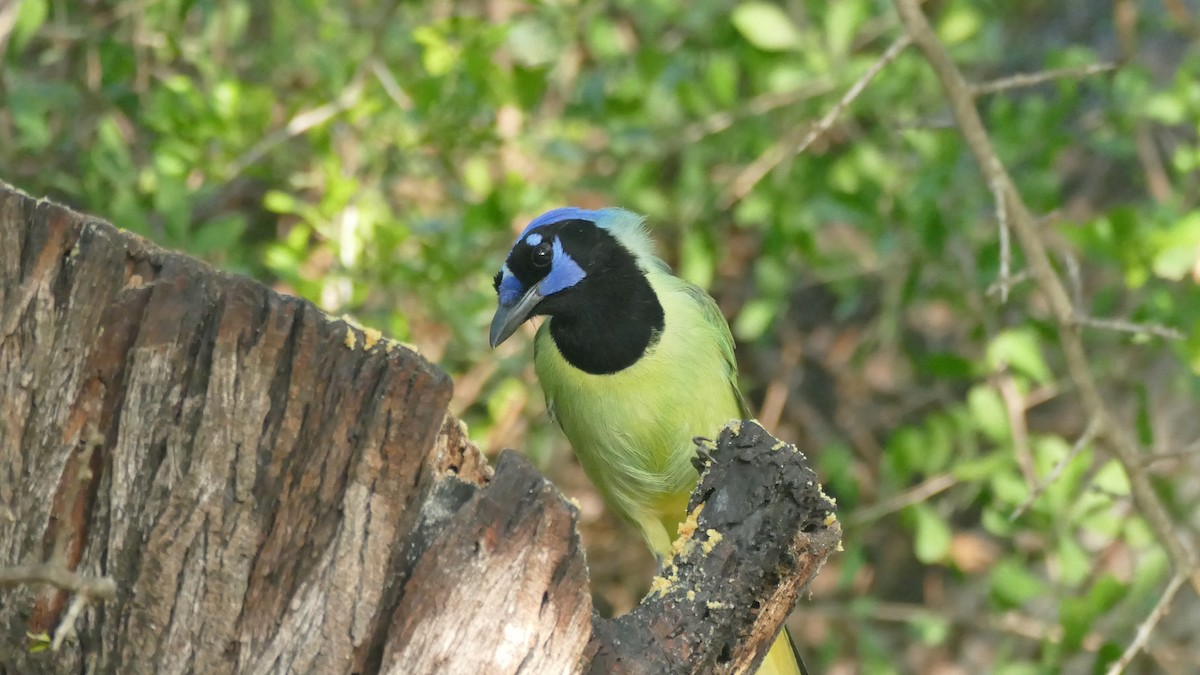 Green Jay (Green) - ML615825341