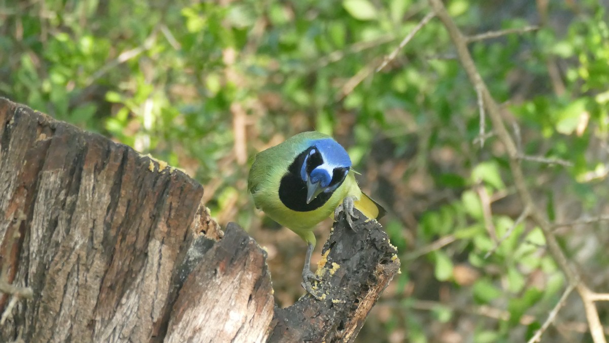 Green Jay (Green) - ML615825356