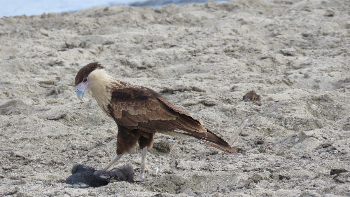 Crested Caracara - Edward McKen