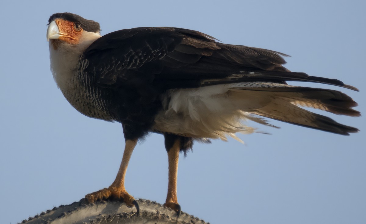 Crested Caracara - ML615825394