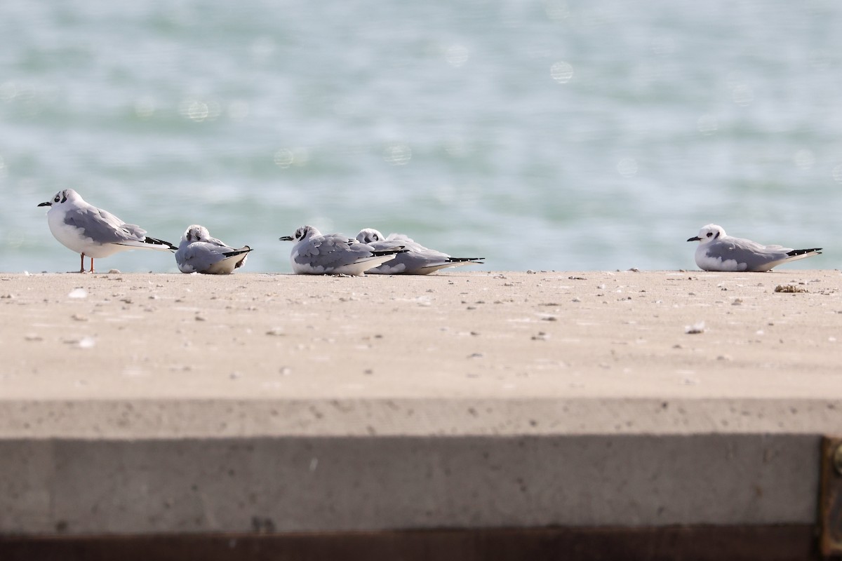 Bonaparte's Gull - ML615825407