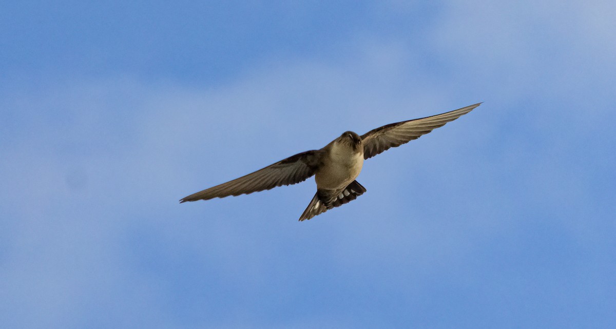 Eurasian Crag-Martin - Cyryl Boryczko