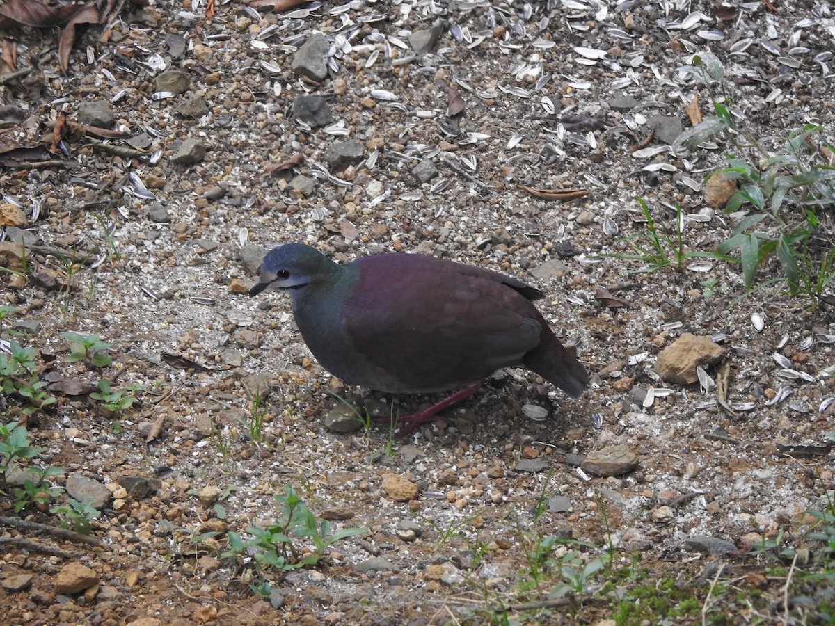 Buff-fronted Quail-Dove - ML615825553