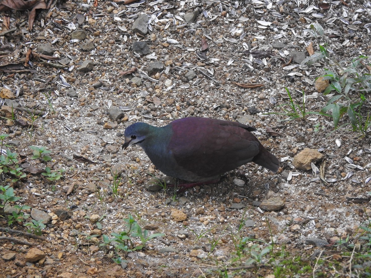 Buff-fronted Quail-Dove - ML615825555