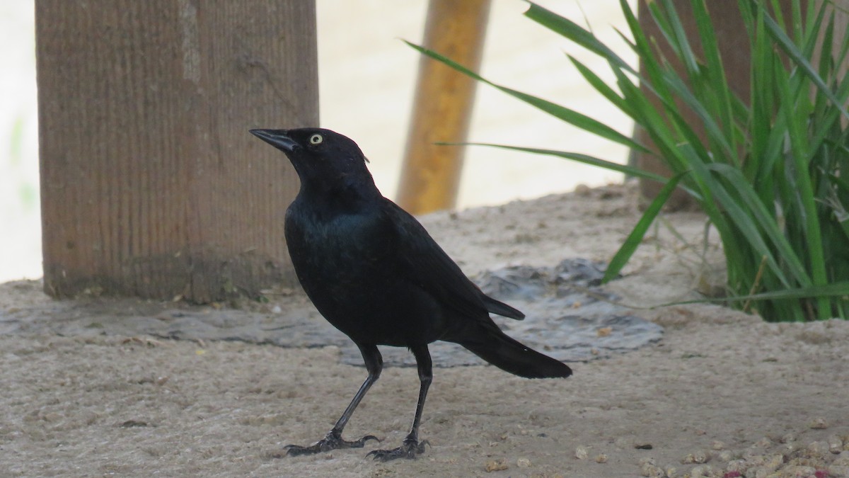 Brewer's Blackbird - ML615825600