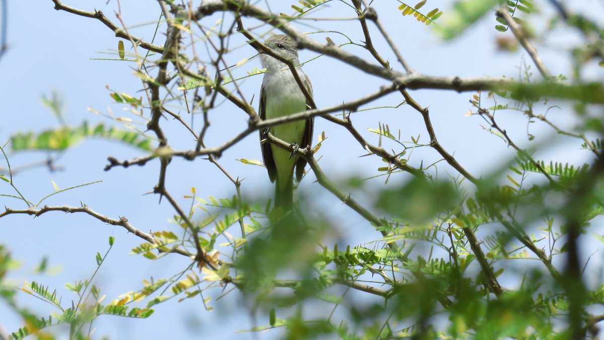 Ash-throated Flycatcher - Edward McKen