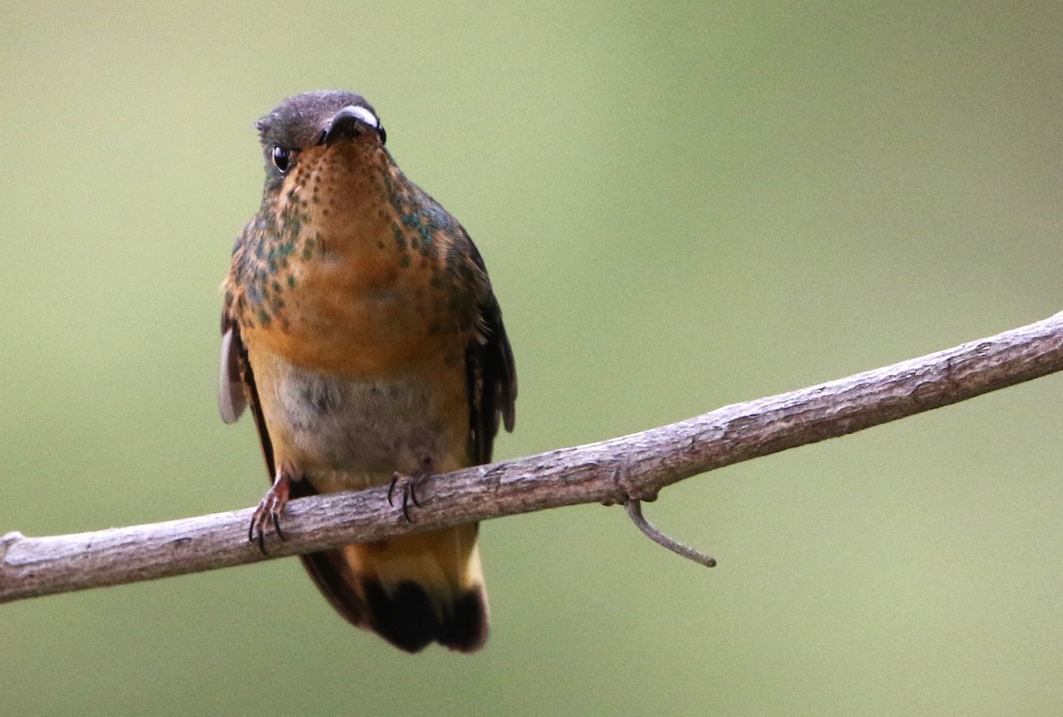 Colibri de Lafresnaye - ML615825710