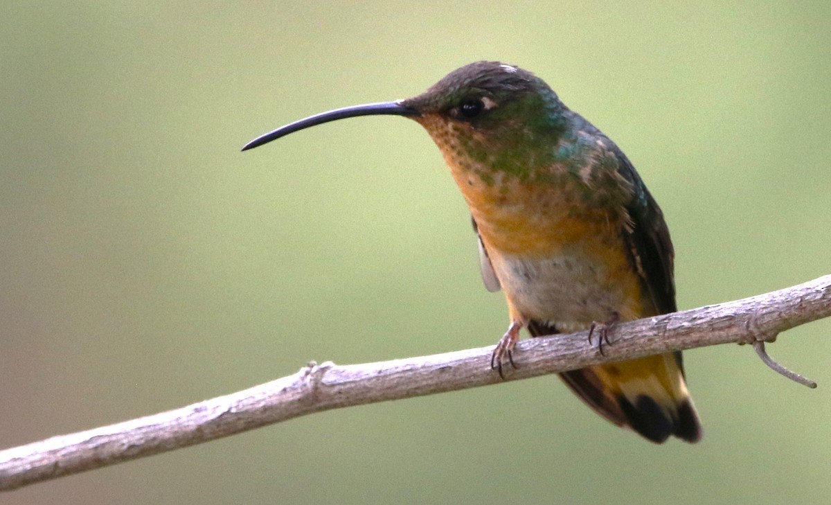 kolibřík aksamitový - ML615825711