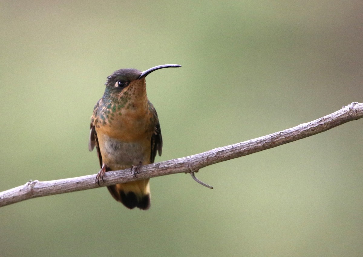 fløyelsbrystkolibri - ML615825712