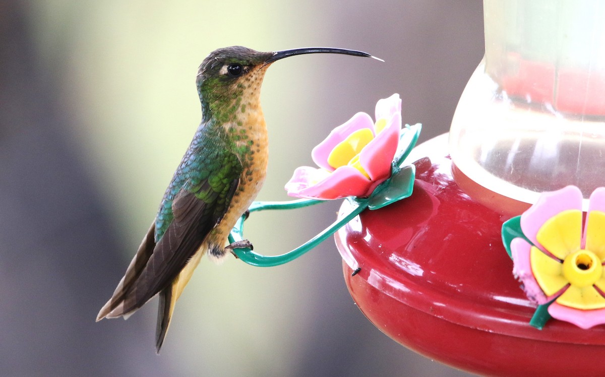 kolibřík aksamitový - ML615825731