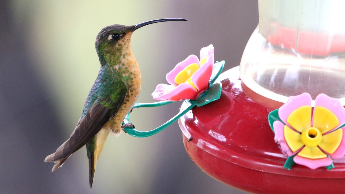 Colibri de Lafresnaye - ML615825732