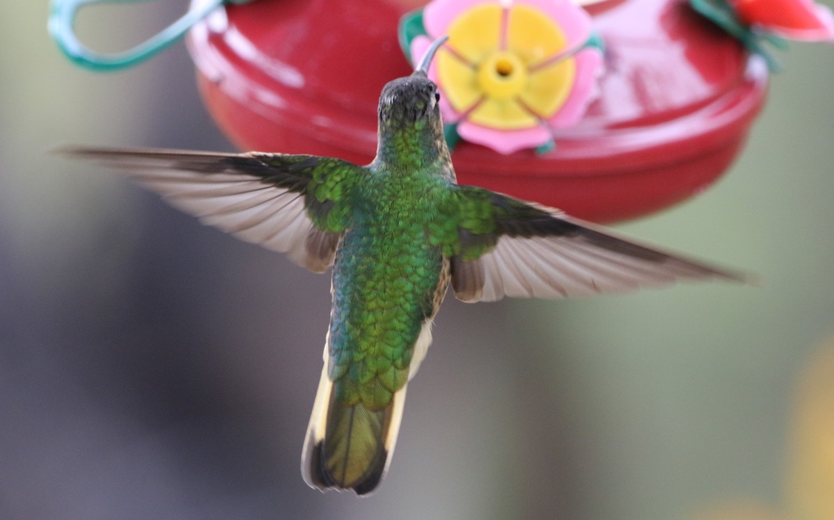 Colibrí Aterciopelado - ML615825733