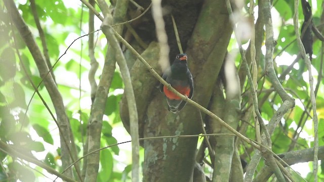 Gri Kuyruklu Trogon - ML615825772