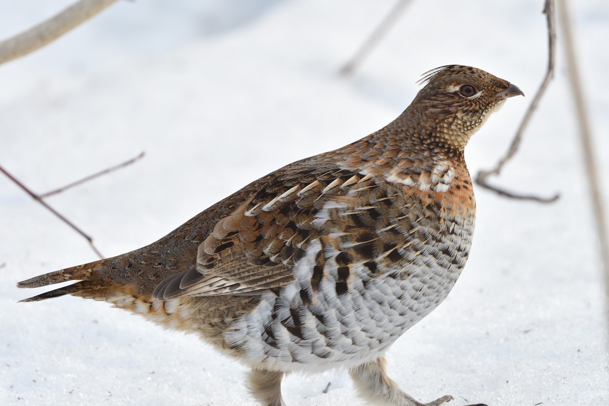 Ruffed Grouse - ML615825779