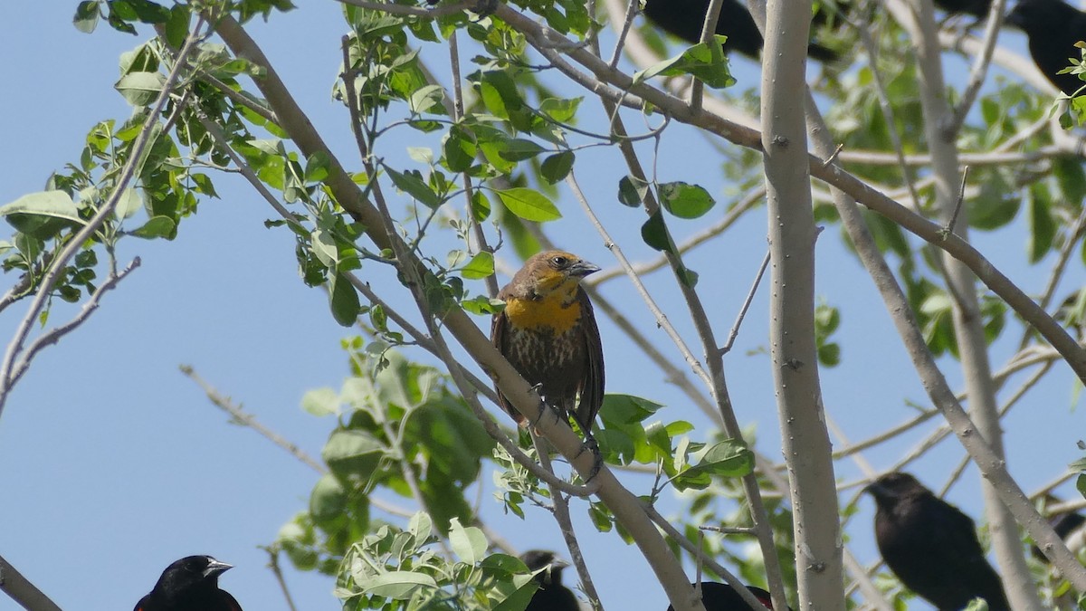 Yellow-headed Blackbird - ML615825781