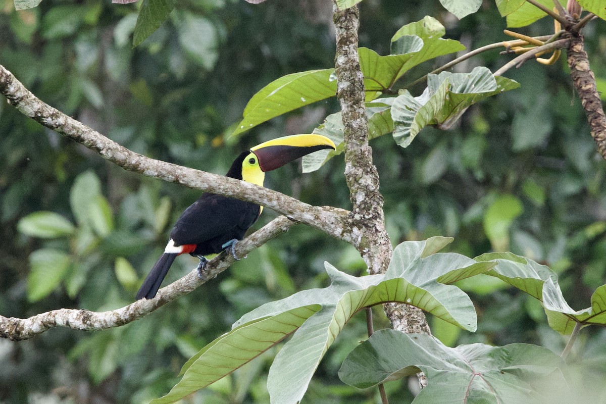 Yellow-throated Toucan (Chestnut-mandibled) - Steve Bielamowicz