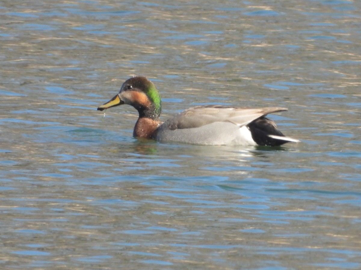 Gadwall x Mallard (hybrid) - ML615825807