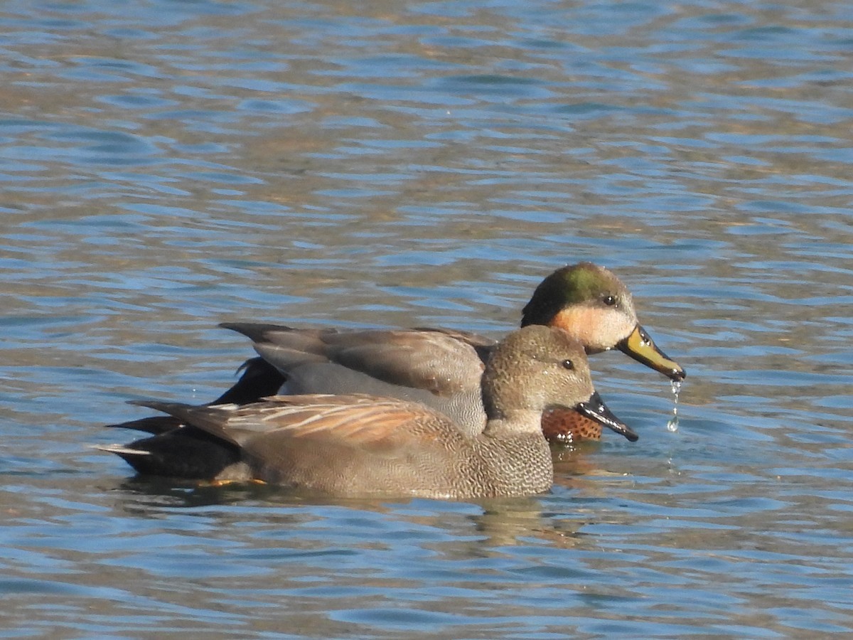 Gadwall x Mallard (hybrid) - ML615825809